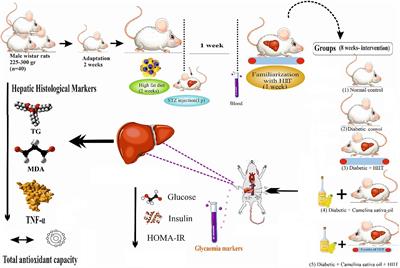 The effects of camelina sativa oil and high-intensity interval training on liver function and metabolic outcomes in male type 2 diabetic rats